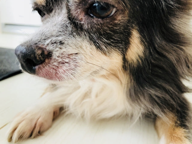 【保存版】愛犬の花粉症対策!症状からケア方法、ヨーグルト活用術まで徹底解説