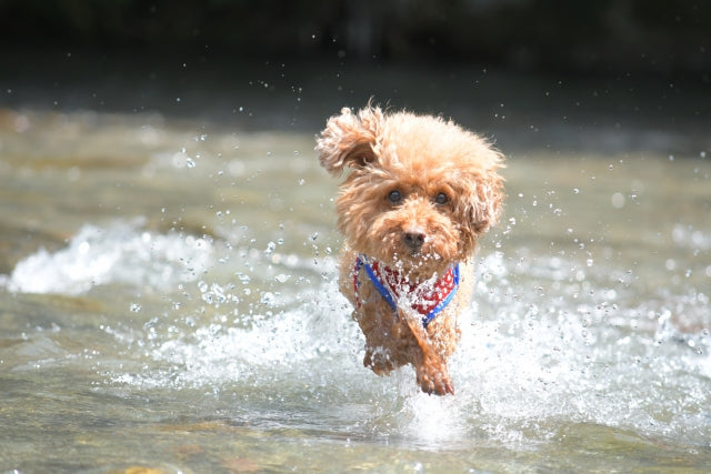 犬の熱中症 “完全予防”