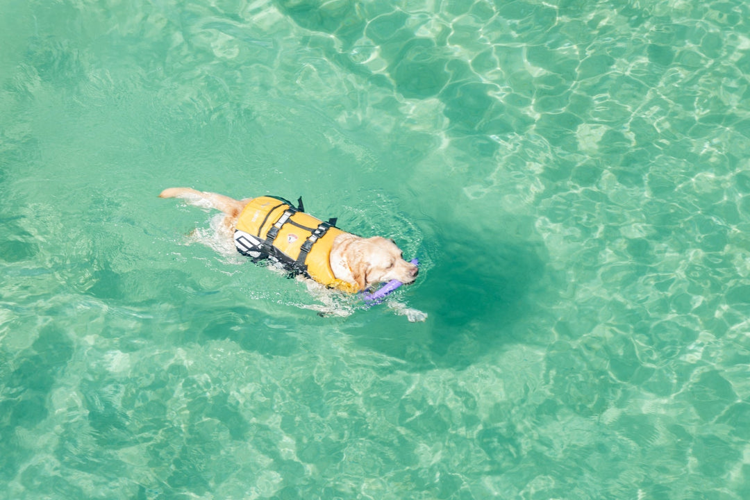 犬が海水を飲みすぎた時の対処法|嘔吐・下痢・脱水を防ぐ“3ステップ応急処置”