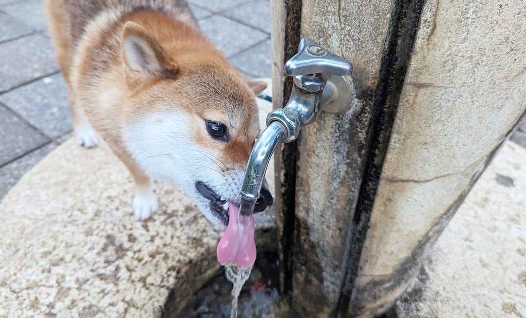 夏の犬の水分補給は「ヨグポウォーター」で!ドライフード派こそ知ってほしい3つの理由