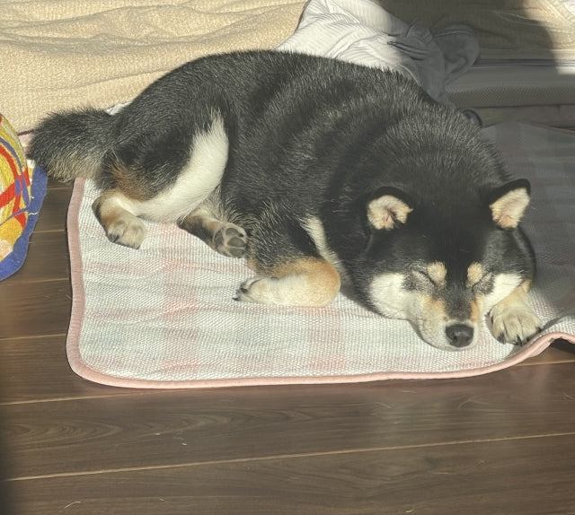 30歳以上生きた犬が教えてくれた長寿の秘訣