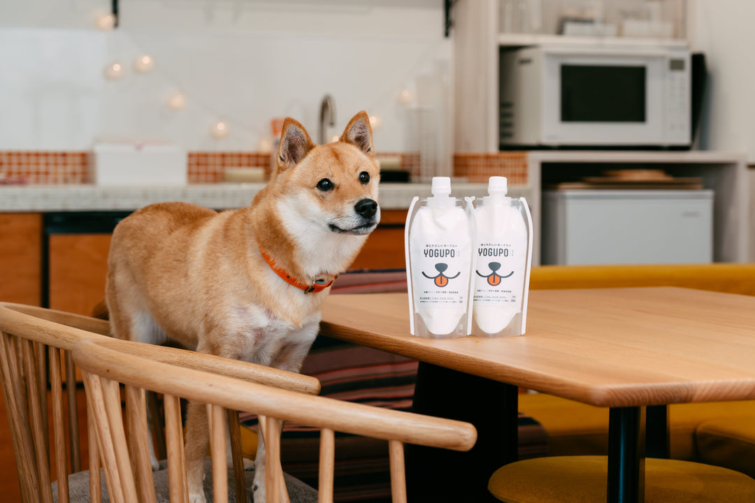 犬の腸活で健康寿命UP?話題の“犬用ヨーグルト”の効果と正しい与え方
