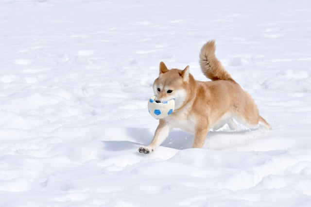 雪で遊ぶ柴犬