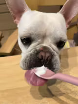 犬にヨーグルトは夏も大丈夫？水分補給とおなかケアの与え方