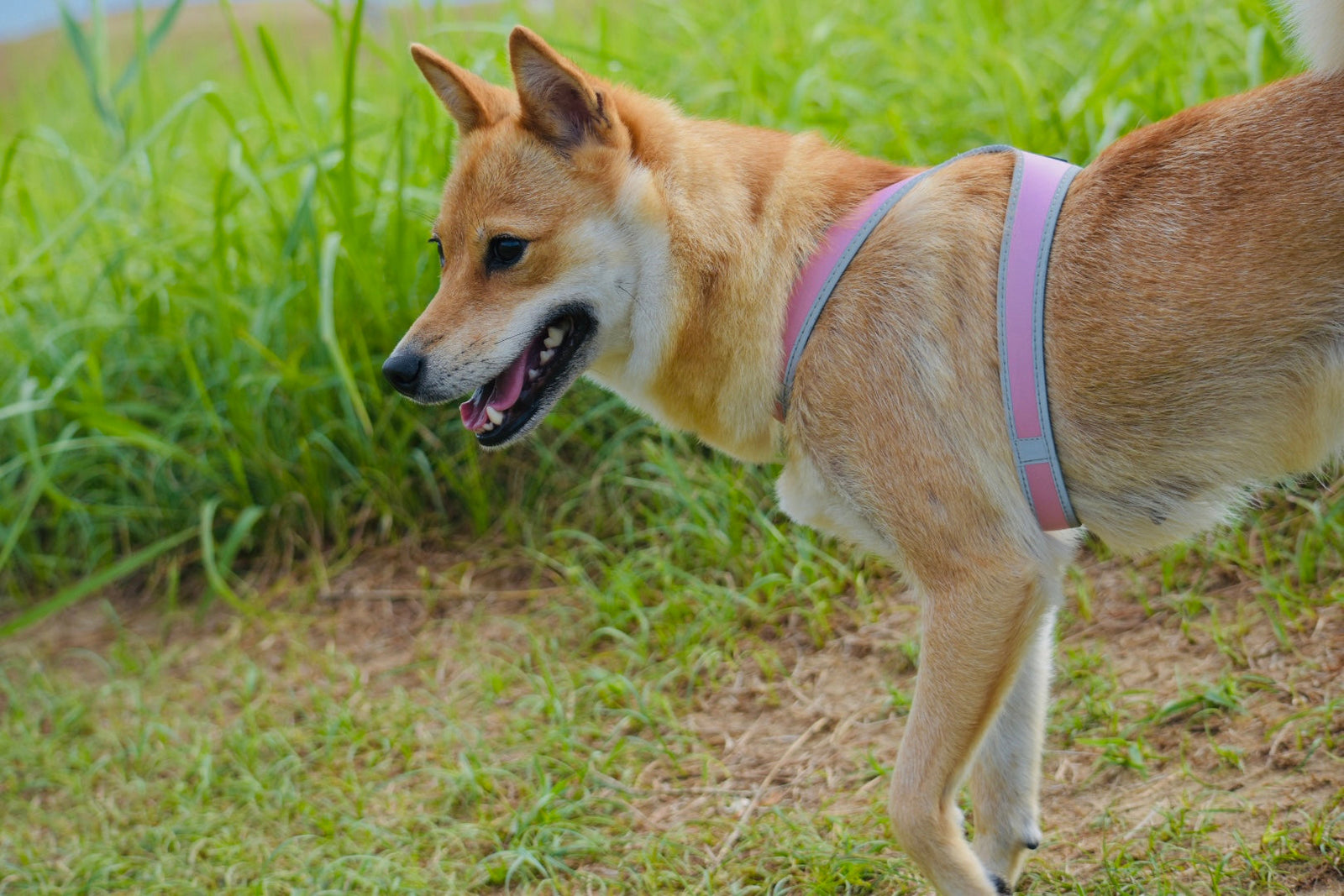 犬のフケが治らない原因は乾燥？水分量を見直したら改善した話