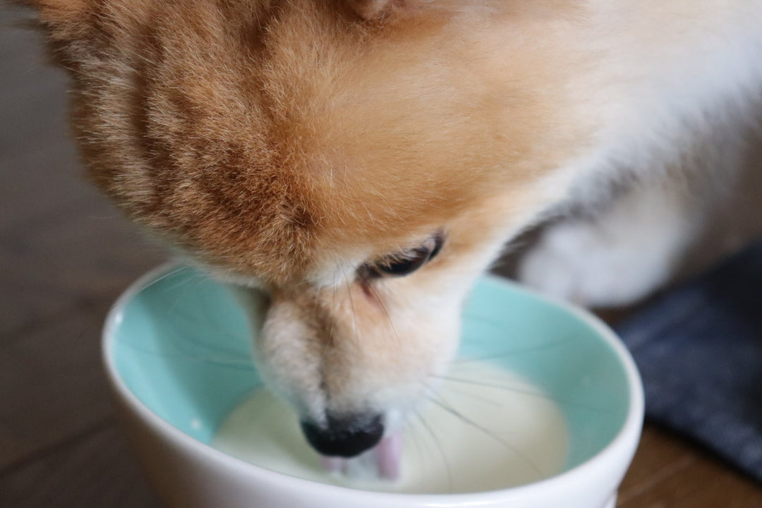 犬の水分補給完全ガイド｜脱水症状の見分け方とヨーグルト活用法