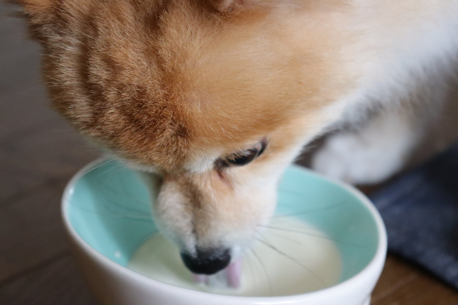 犬の水分補給完全ガイド｜脱水症状の見分け方とヨーグルト活用法