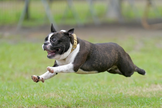 【完全ガイド】犬にヨーグルトを与えるメリットと正しい与え方