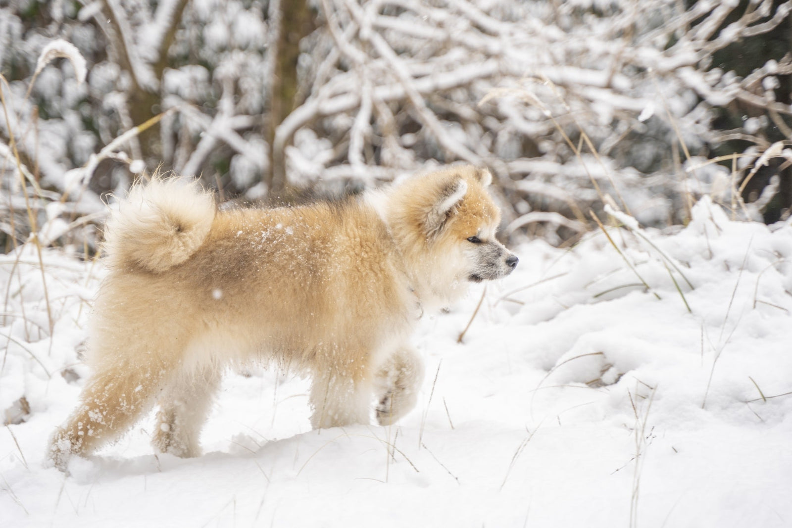 【冬のあったか腸活】犬にヨーグルトをお湯で溶いても大丈夫？ホットヨーグルトの安全な楽しみ方