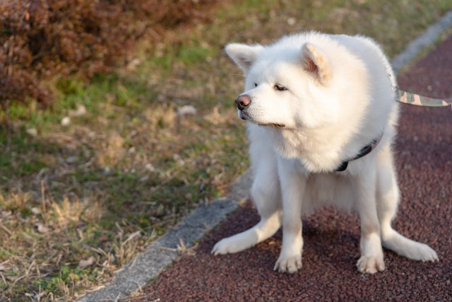 うんちをする犬