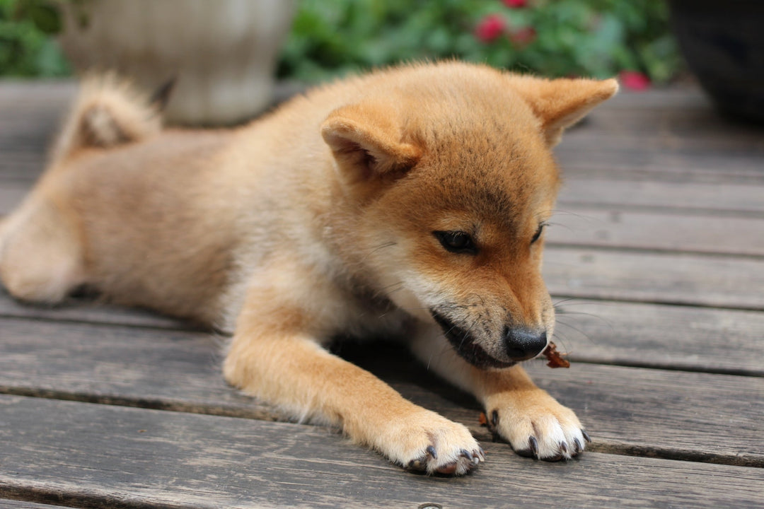 柴犬の子犬の軟便、様子見でいい？5つの原因と見極め方