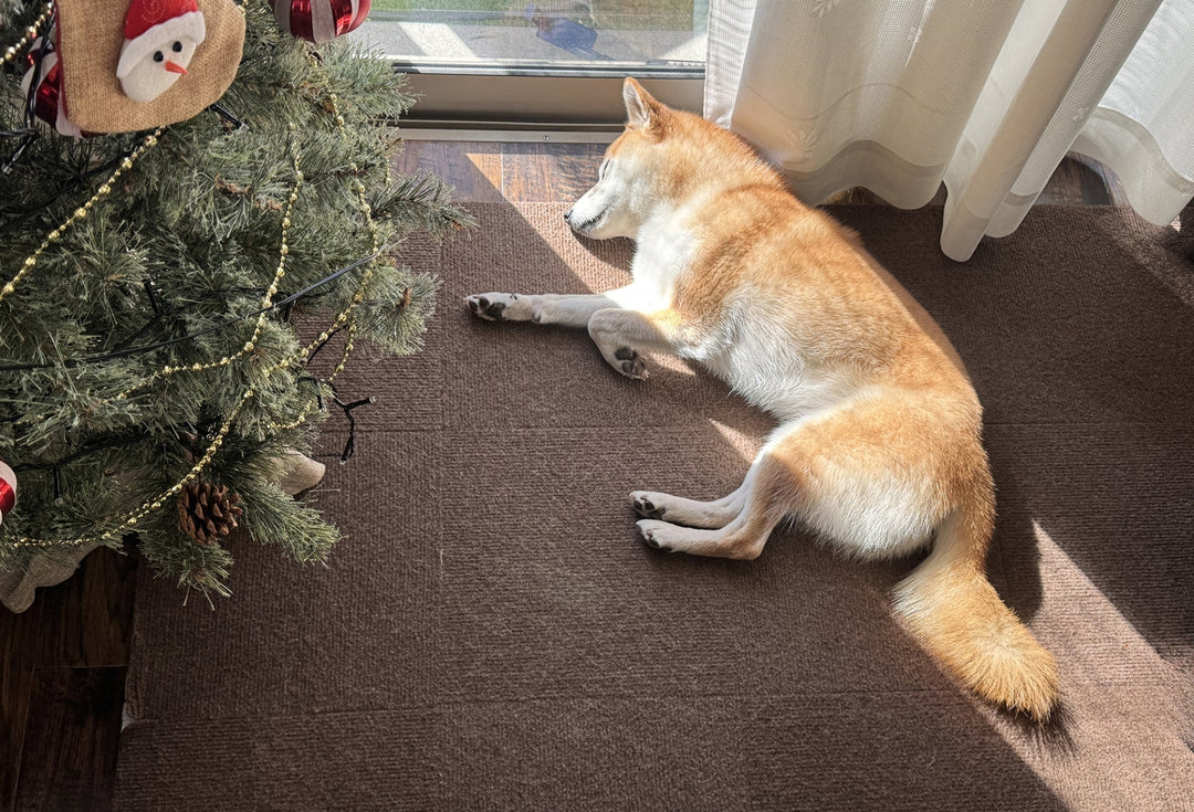 冬の犬の腸活にヨーグルト｜軟便・便秘・隠れ脱水を整えるコツ