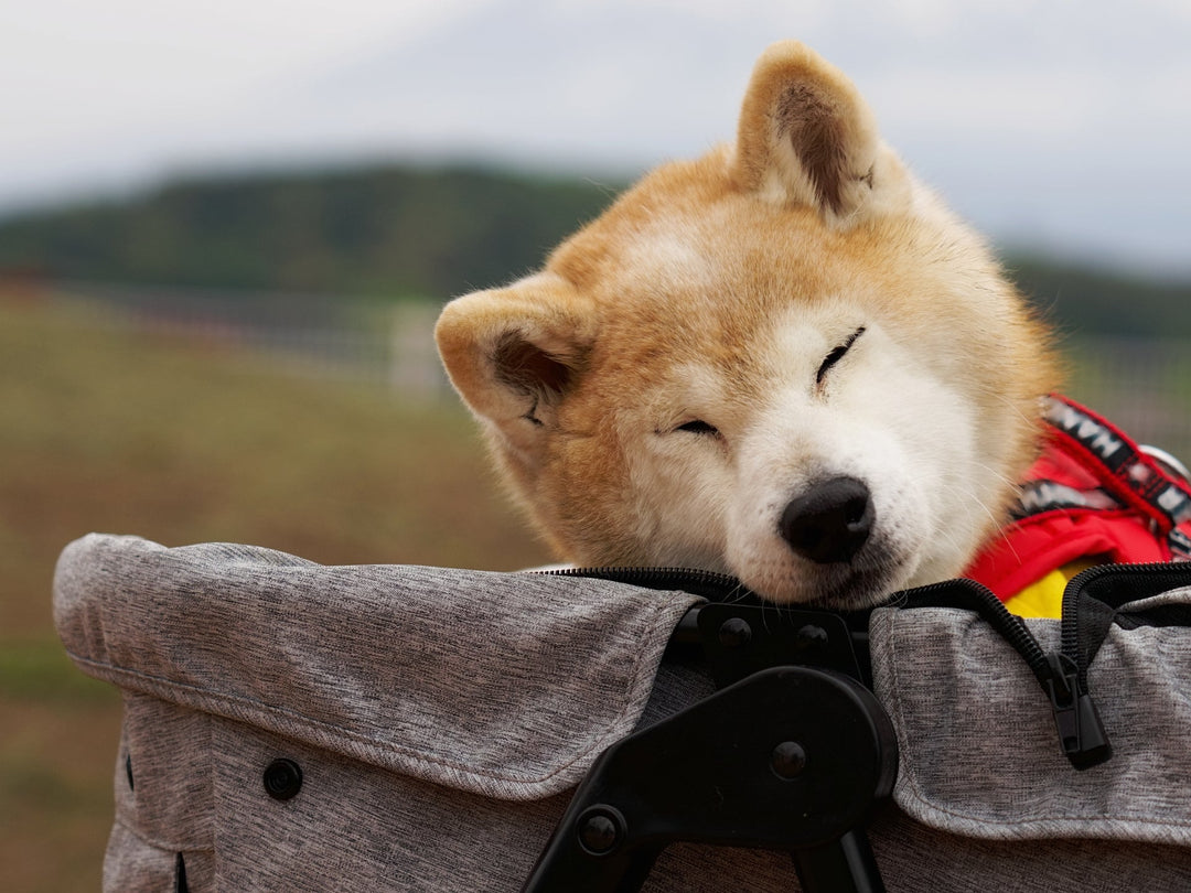 シニア犬がごはんを残しがちな時、ヨーグルトでできる「食べやすくする」工夫