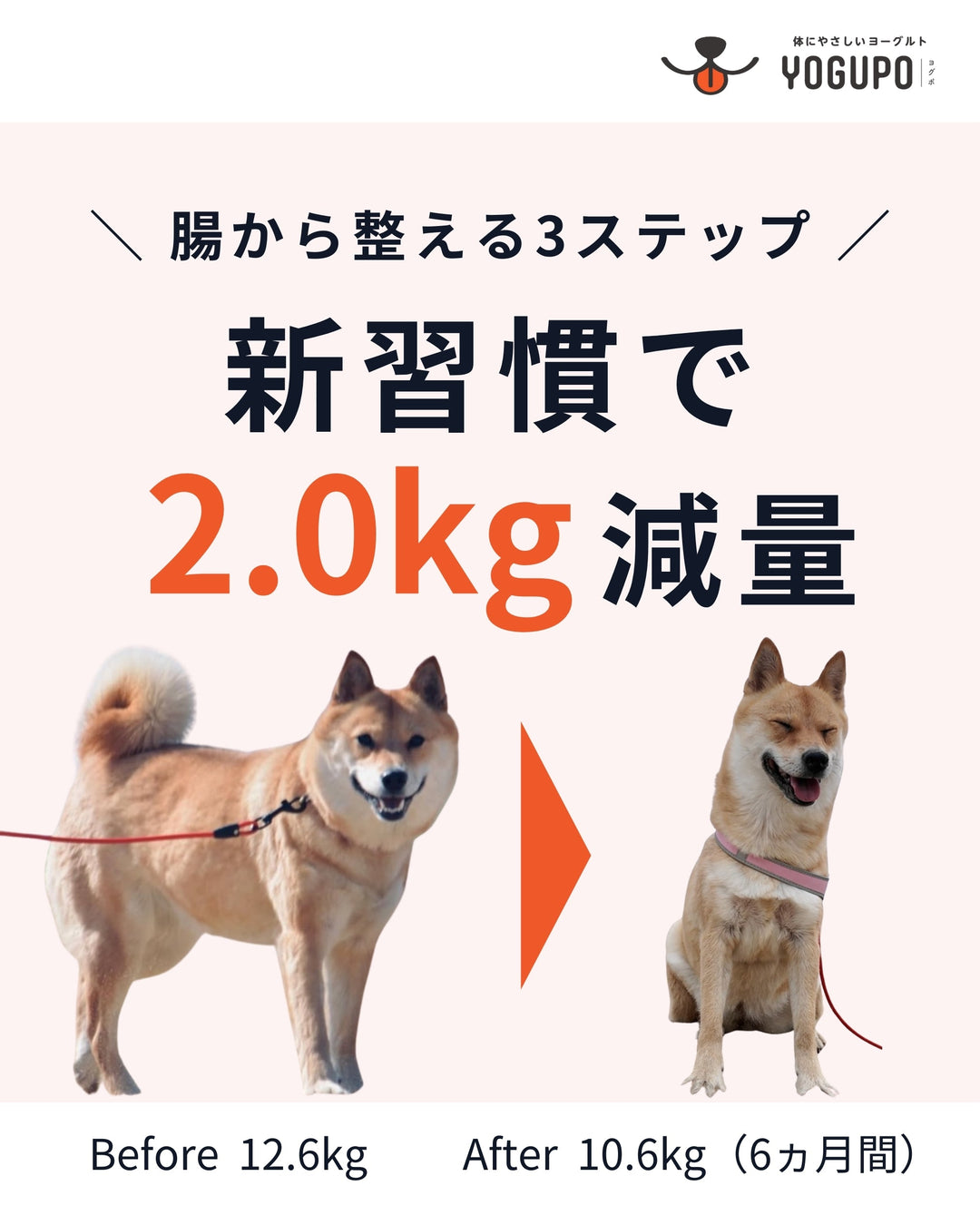 犬の腸活ダイエット｜犬用ヨーグルトYOGUPO＋肉が先頭のフード＋1時間散歩