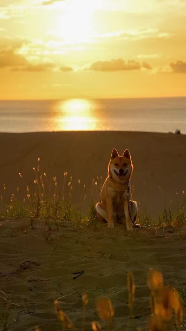 夕焼け　山陰柴犬