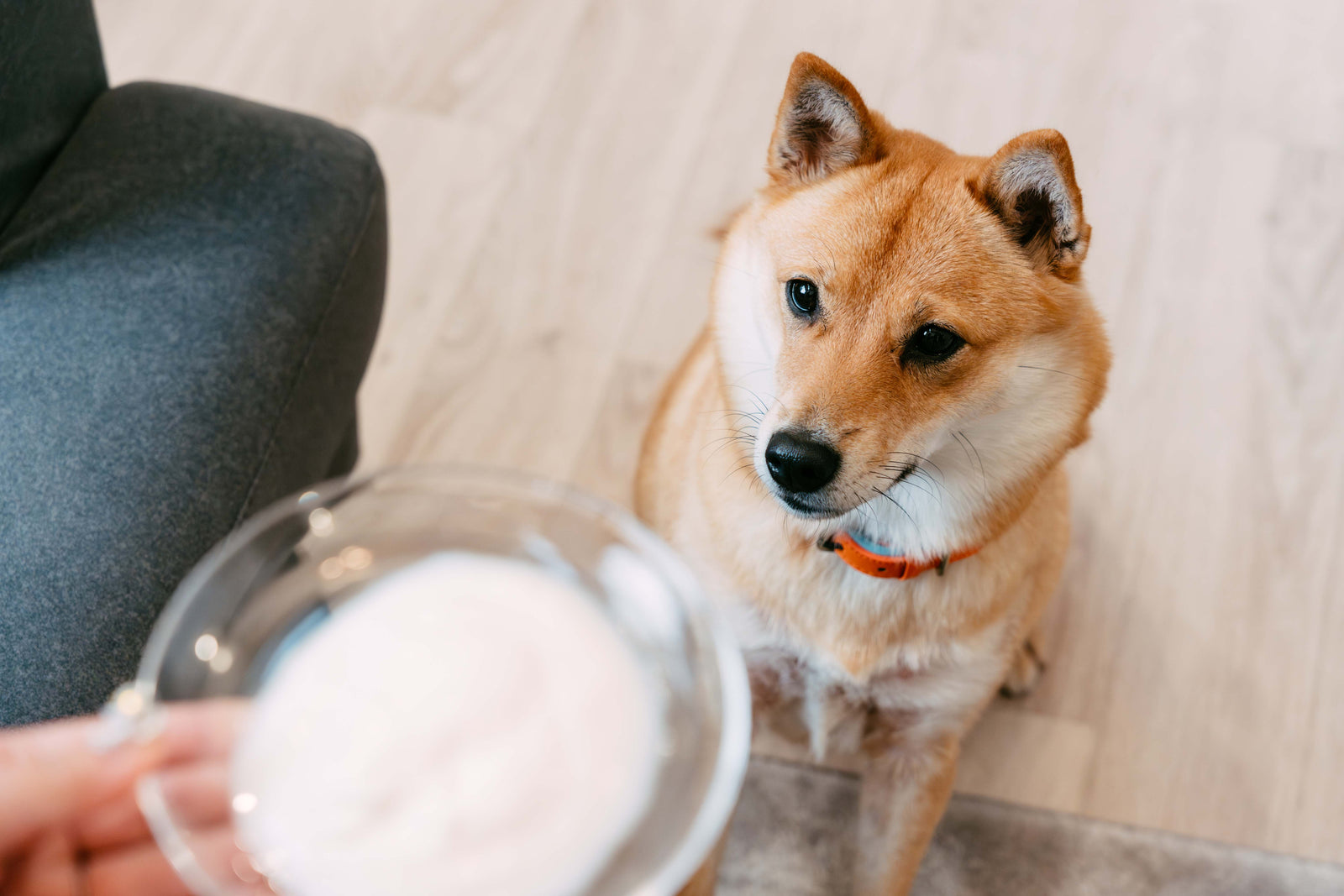 犬にヨーグルトをあげても大丈夫？獣医師監修の安全ガイド