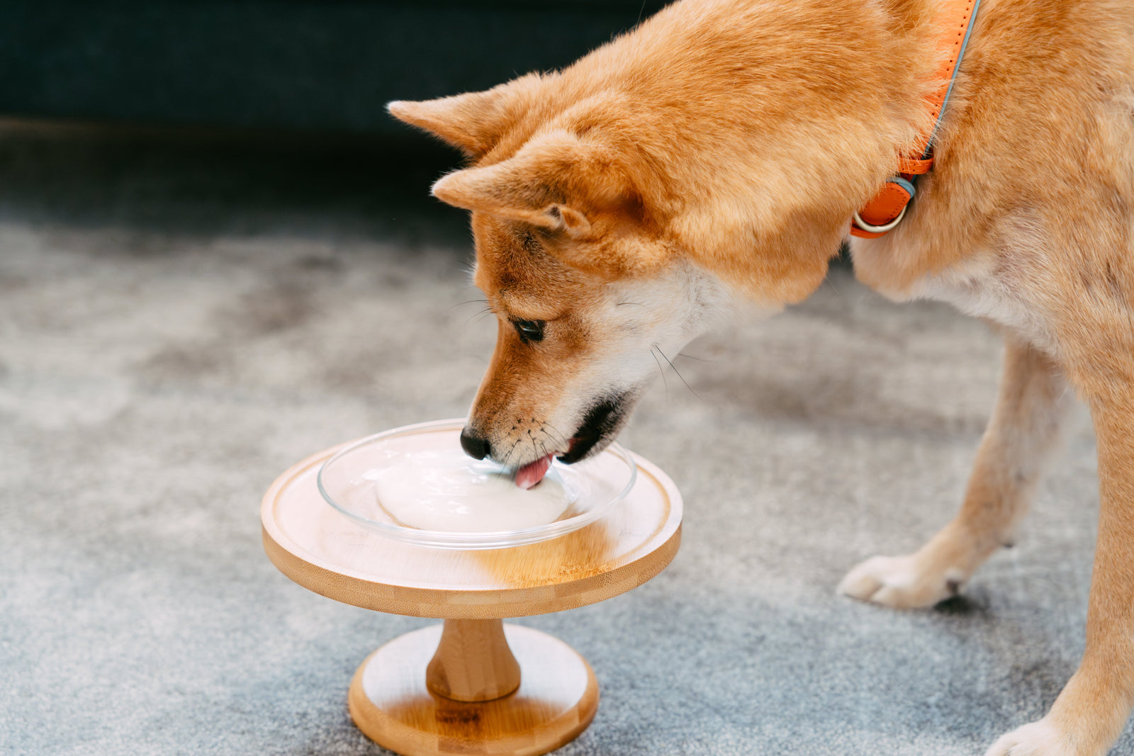 犬がヨーグルトを食べている