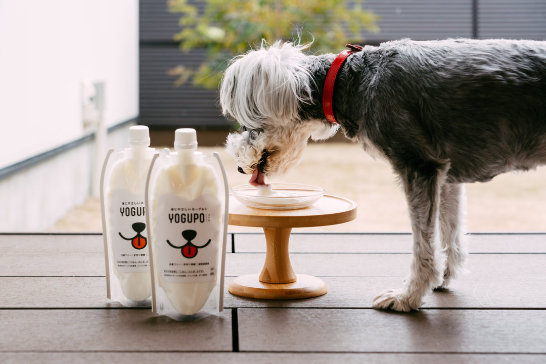 【獣医師監修】愛犬の熱中症を防ぐ！ YOGUPOでつくる“食べる水分補給”レシピ3選