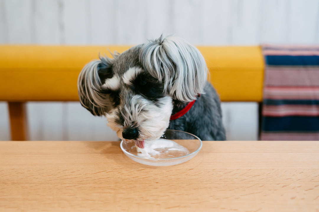 犬にヨーグルトをあげても大丈夫？安全量・NGケースを徹底解説【ヨグポ】