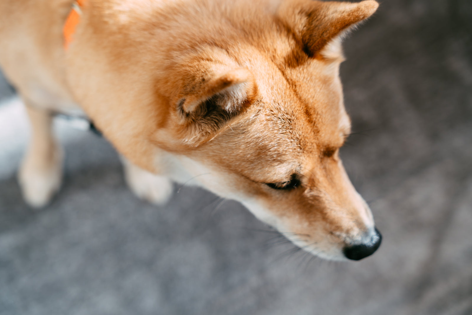 犬の換毛期対策は食事から｜抜け毛を減らす4つの栄養素と腸活