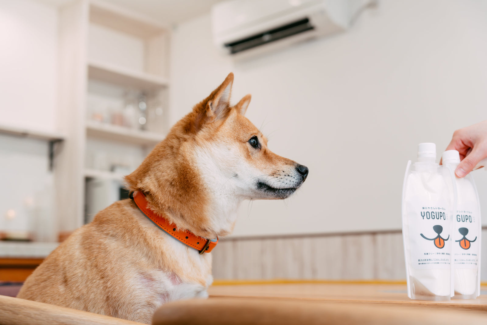 犬はヨーグルトを食べていい？量・与え方・選び方を完全解説