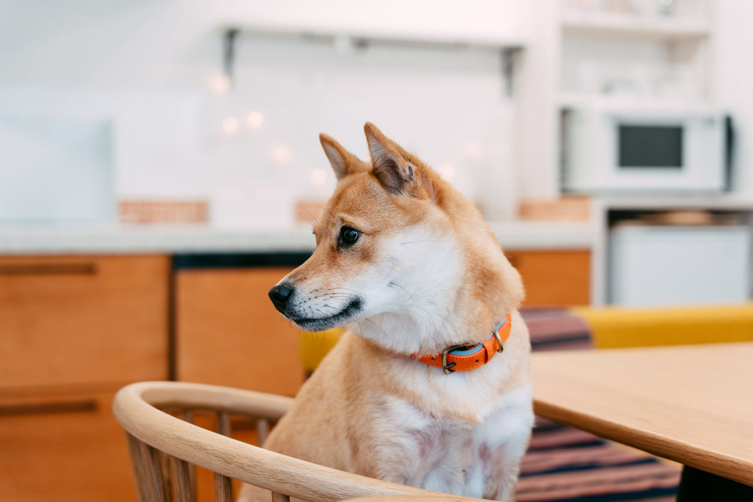 犬の腸活ガイド｜食べ物・やり方・効果をわかりやすく解説
