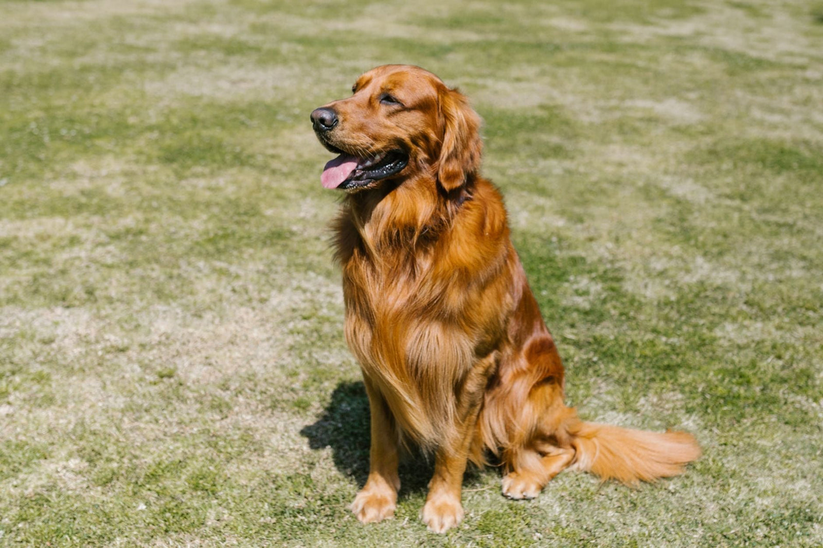 犬のごはんの量 早見表｜体重×フードのカロリー別の目安と、うちの子の適量の見つけ方