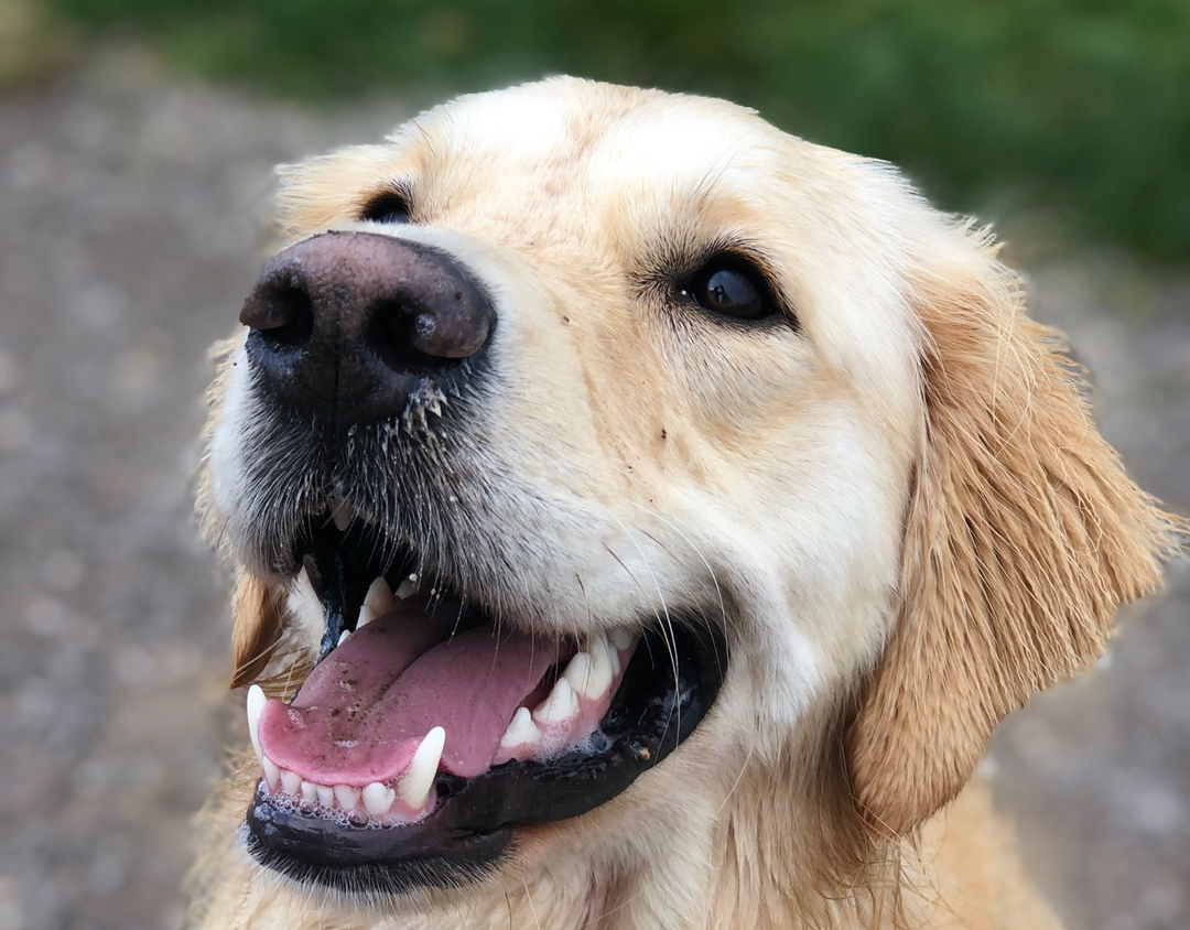犬にビフィズス菌は必要？研究でわかっていることと、食事でできること