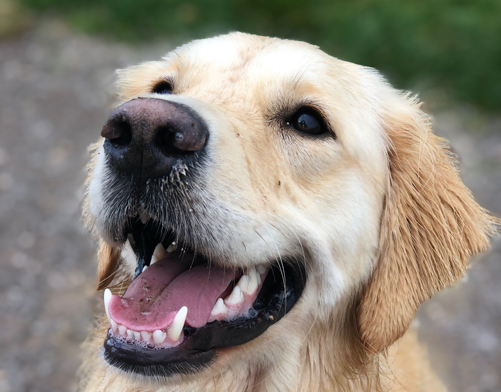 犬にビフィズス菌は必要？研究でわかっていることと、食事でできること