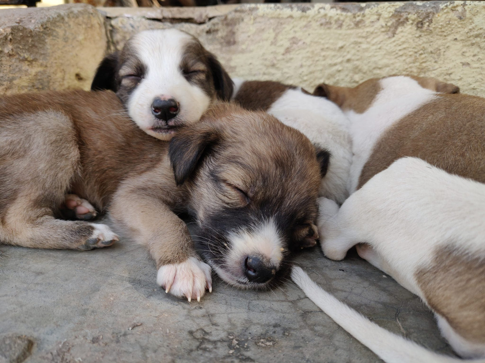 犬の睡眠時間 早見表｜年齢・体格別の目安と「寝すぎ？寝なさすぎ？」のサインの見方