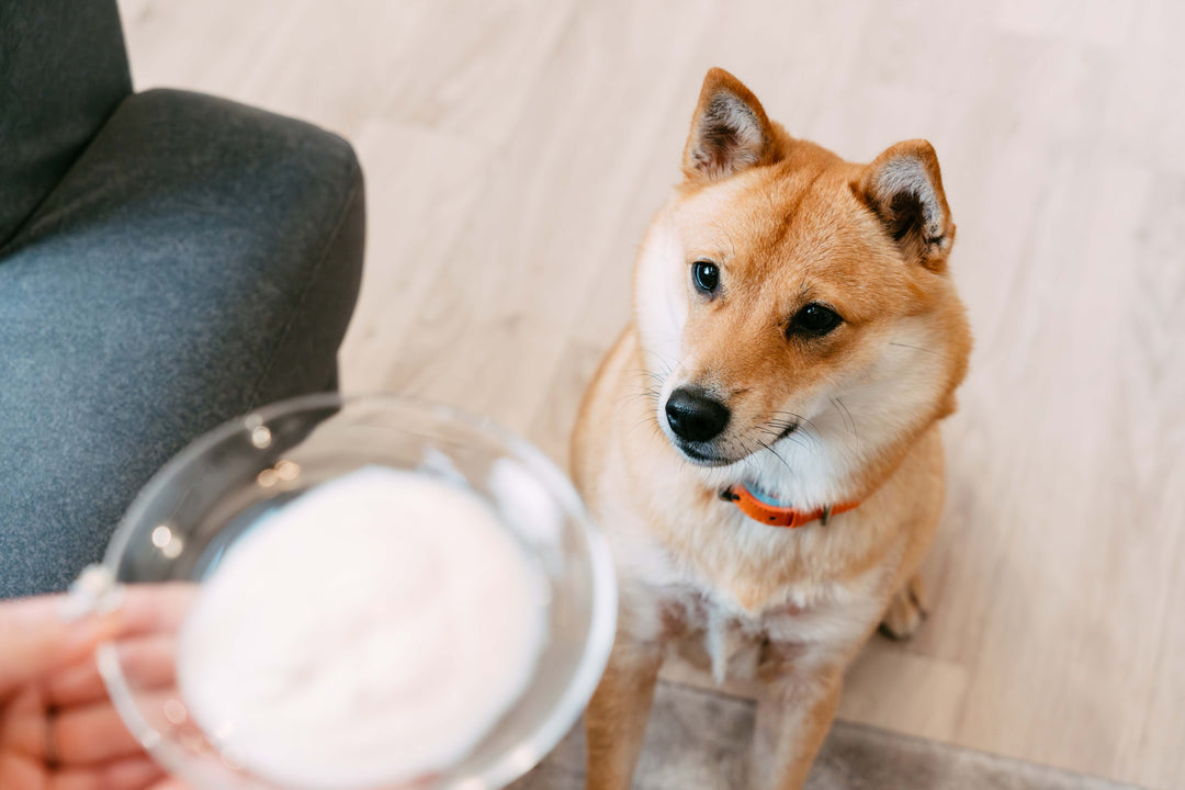 わんこにやさしいヨーグルト YOGUPO