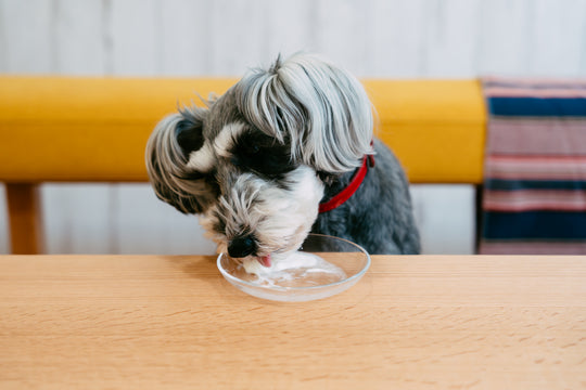 わんこにやさしいヨーグルト YOGUPO